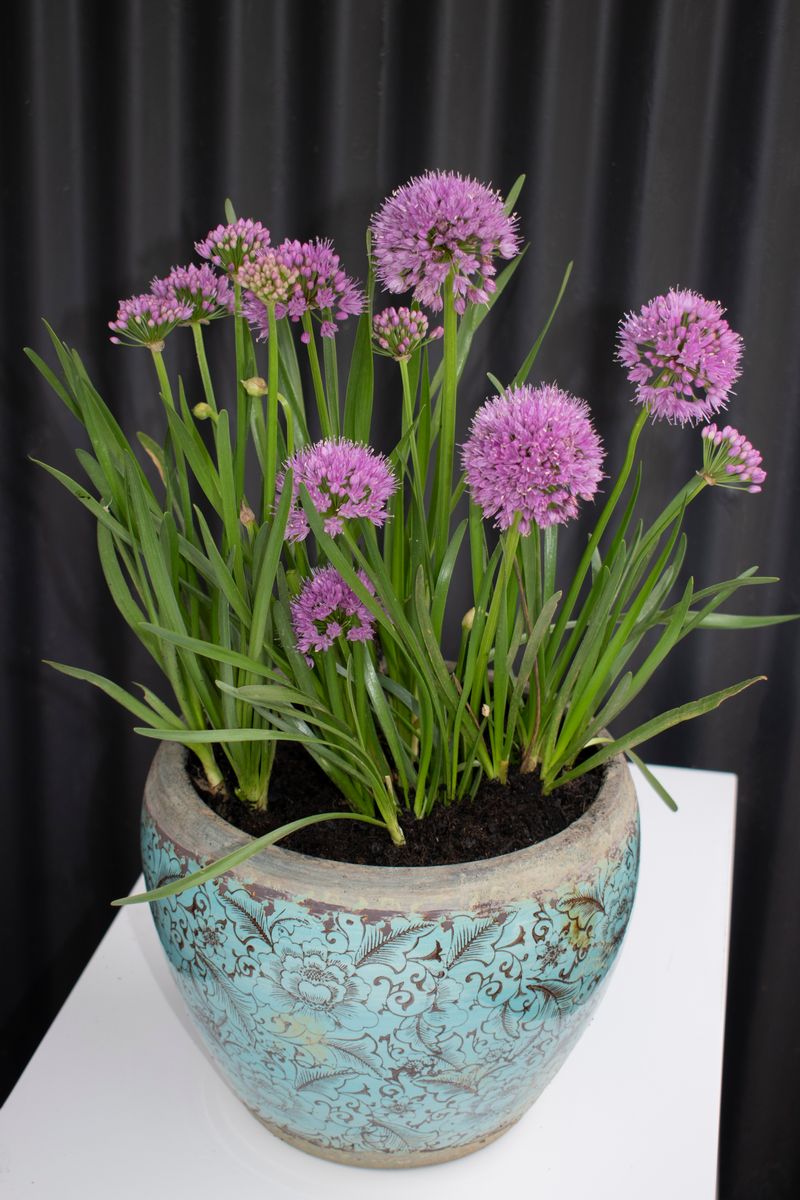 Allium ‘Millennium’