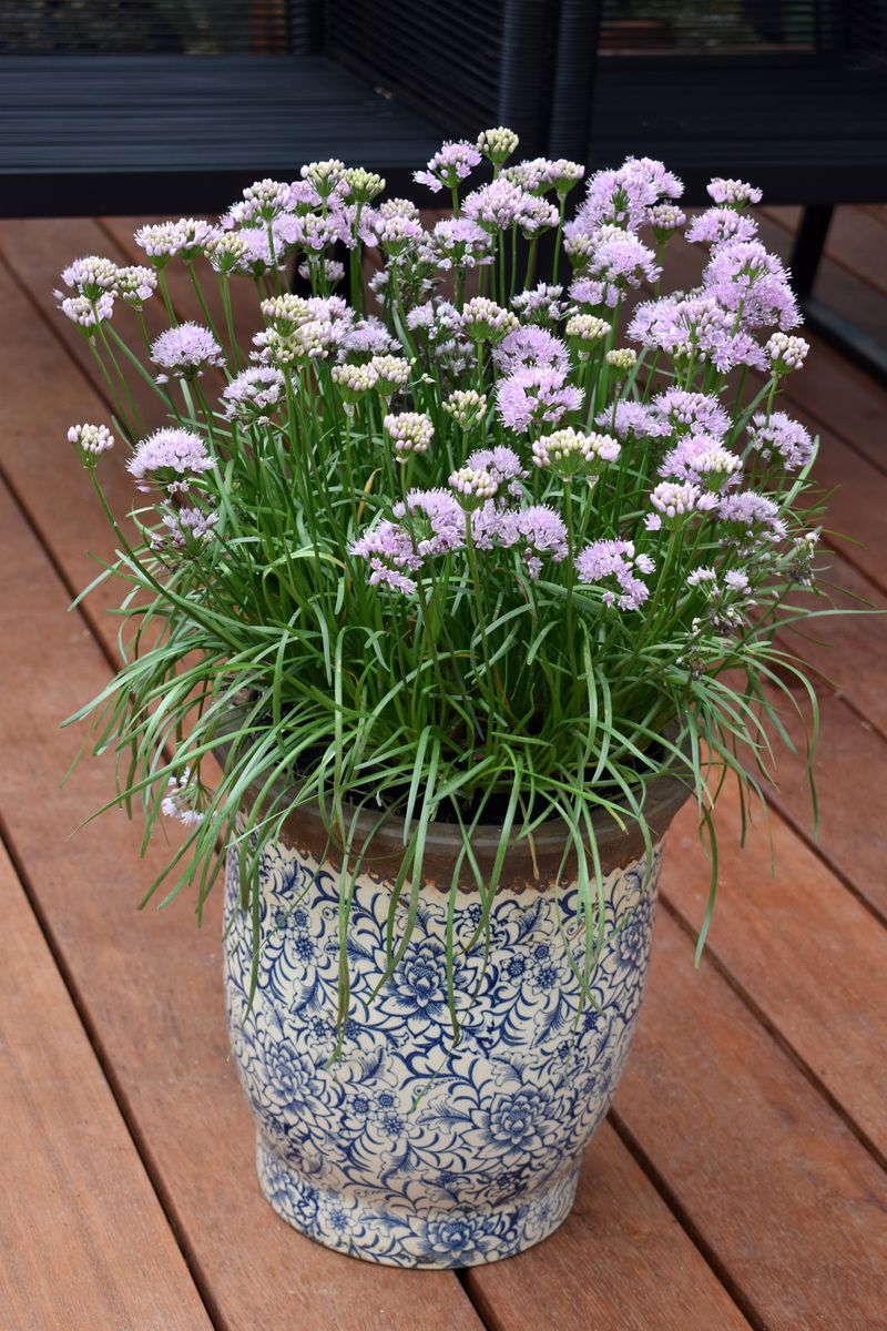 Allium ‘Pink Pepper’