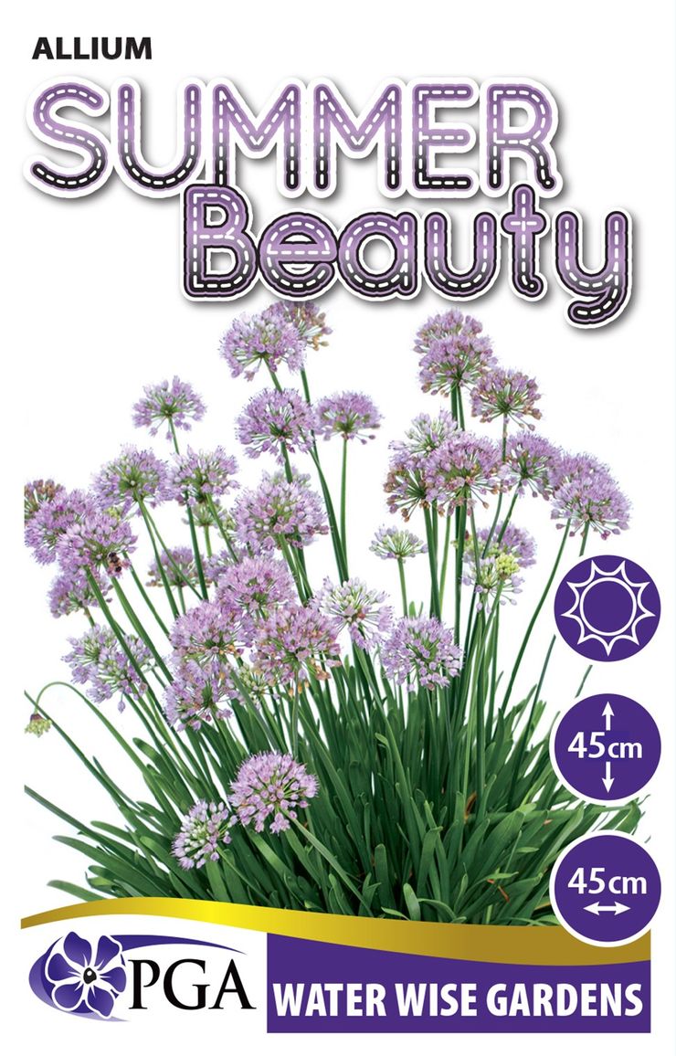 Allium ‘Summer Beauty’