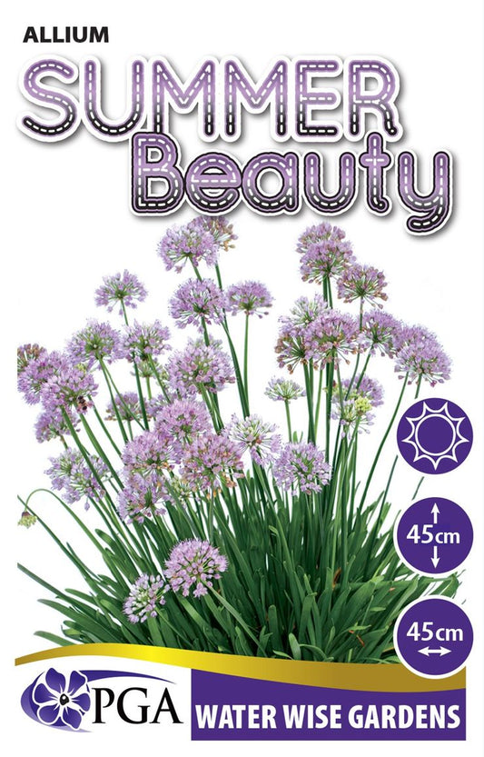 Allium ‘Summer Beauty’