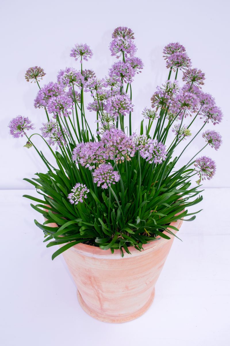 the plant broker