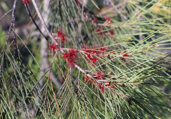 Allocasuarina littoralis Black Sheoak