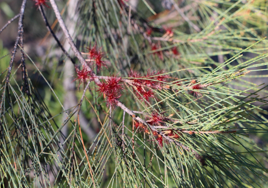 Allocasuarina littoralis Black Sheoak