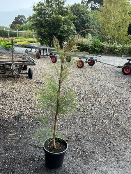 Allocasuarina torulosa