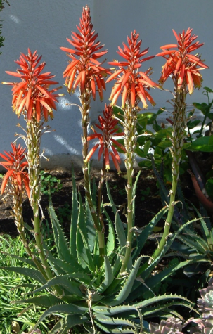 Aloe hybrid (ANDsea) Sea Urchin™