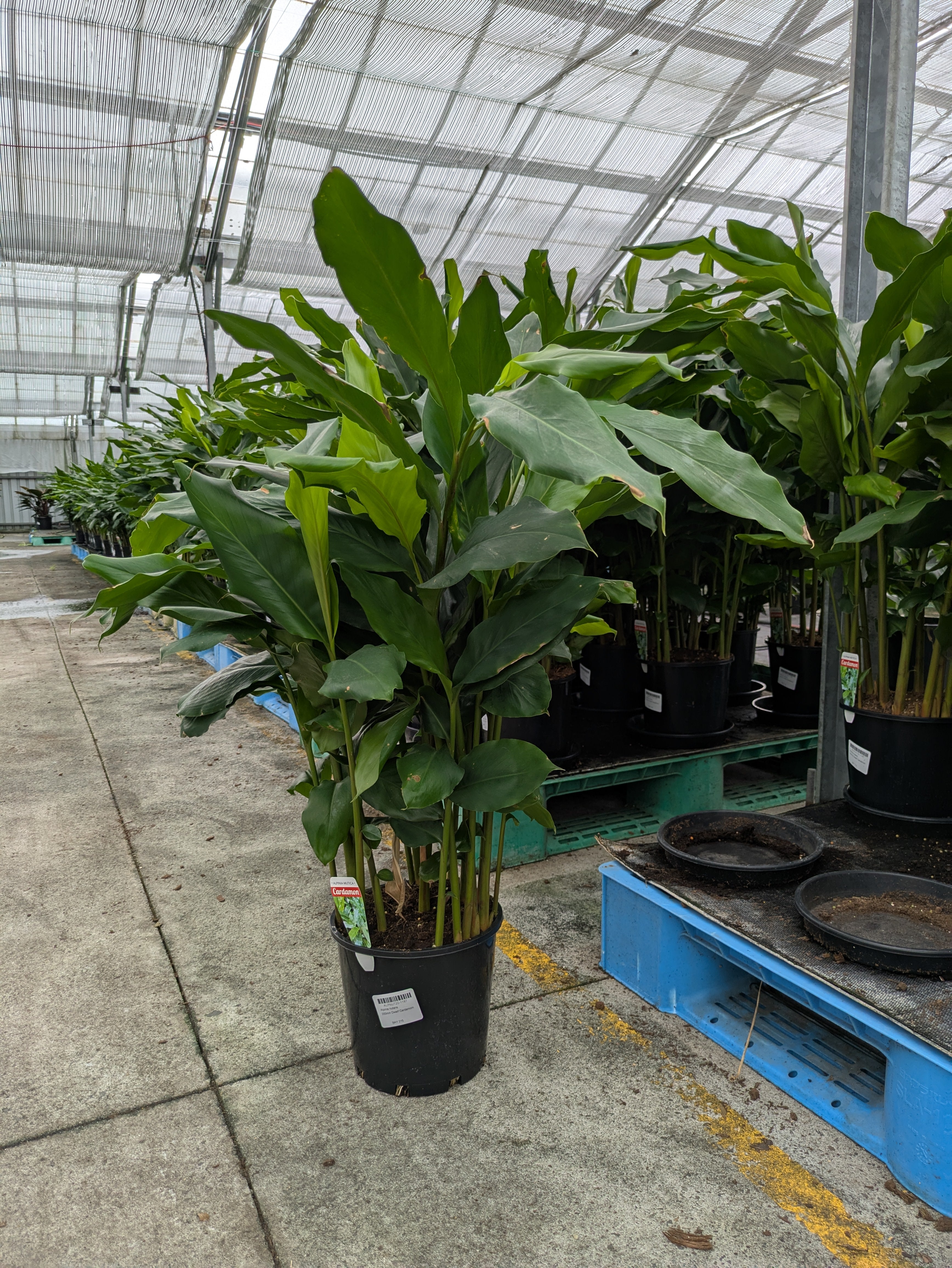 cardamom ginger plant indoors Alpinia nutans – The Plant Broker