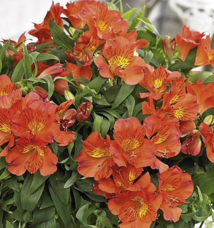 Alstroemeria Amina
