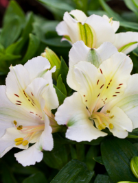 Alstroemeria Claire