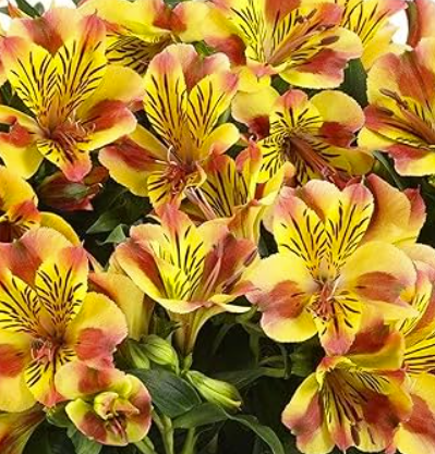 Alstroemeria Diana