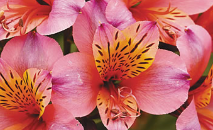 Alstroemeria Elaine