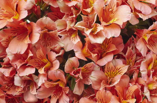 Alstroemeria Elaine Orange