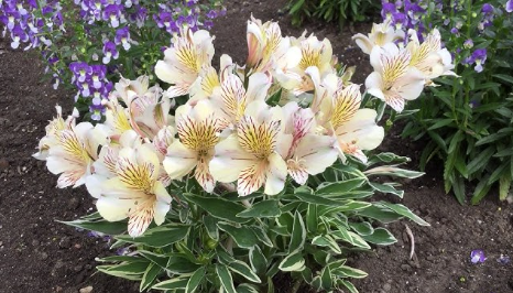 Alstroemeria Fabiana