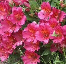 Alstroemeria Ivana