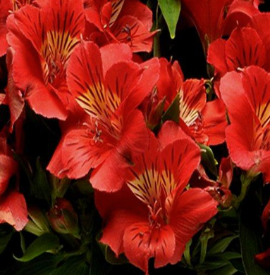 Alstroemeria Kate