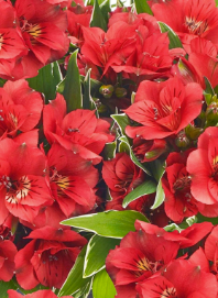 Alstroemeria Katiana