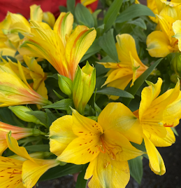 Alstroemeria Lisa