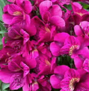 Alstroemeria Louise