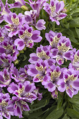 Alstroemeria Mulan