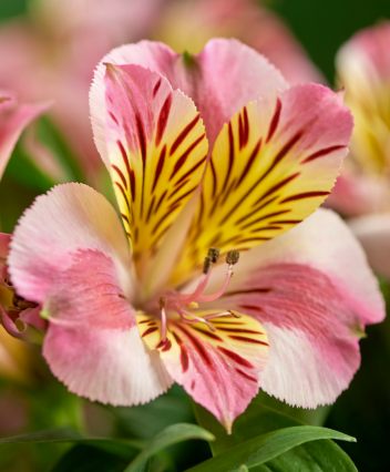 Alstroemeria Paola