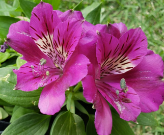 Alstroemeria Tamara