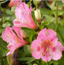 Alstroemeria Theresa