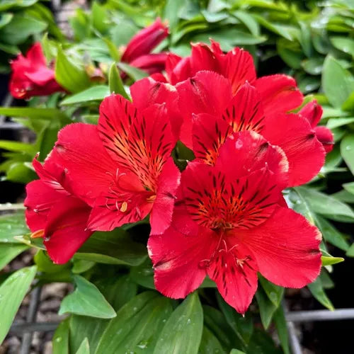 the plant broker