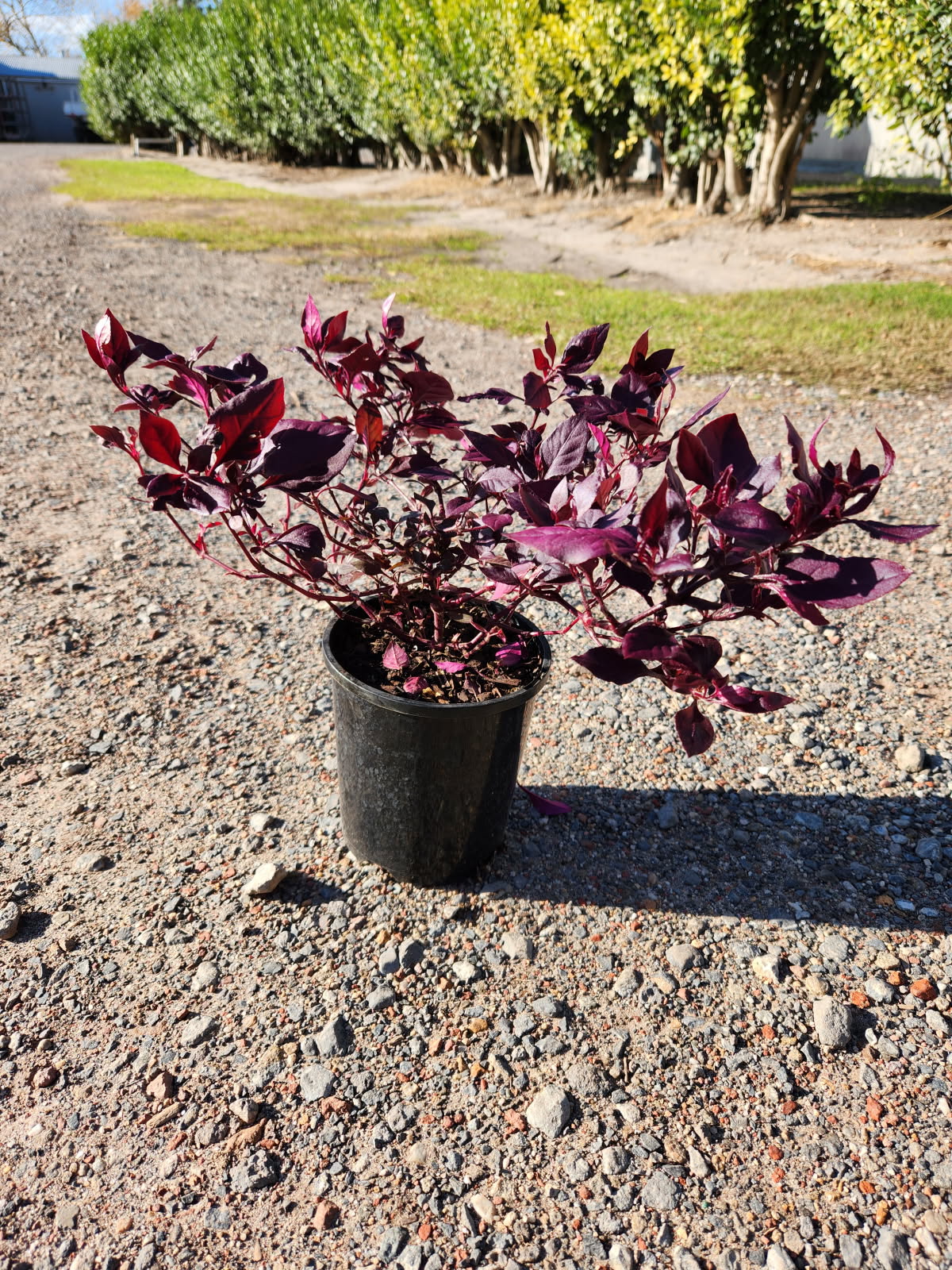 Alternanthera dentata (LRU30) LITTLE RUBY™