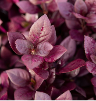 Alternanthera dentata (ALM01)  Little Maroon™