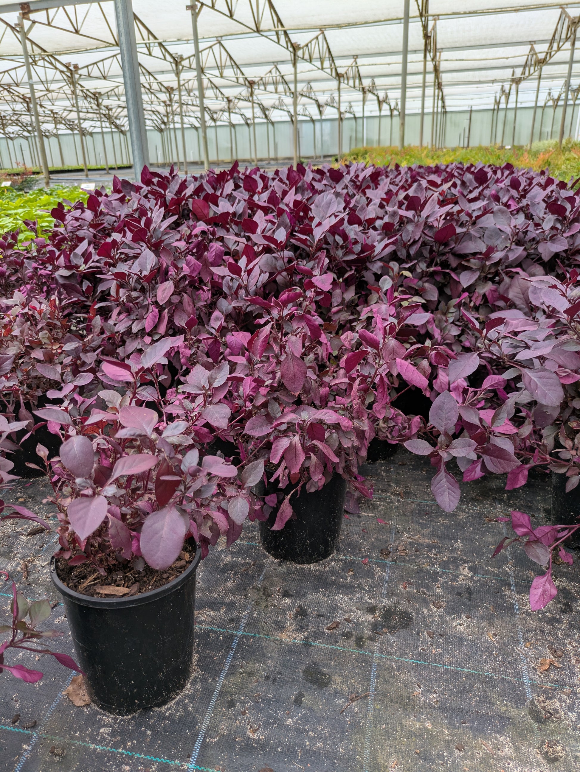 the plant broker
