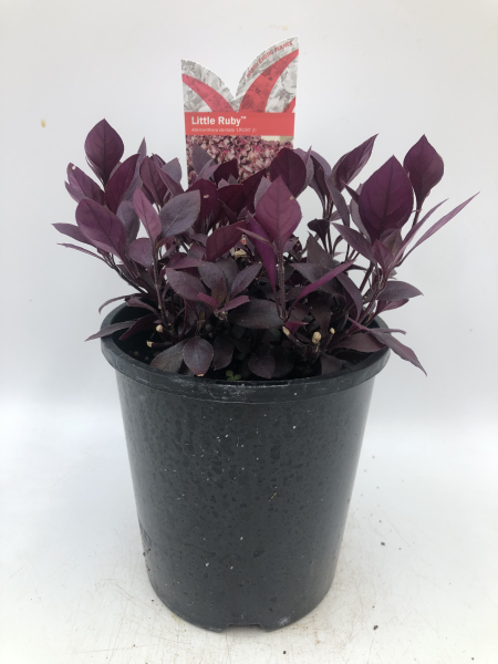 Alternanthera dentata (LRU30) LITTLE RUBY™