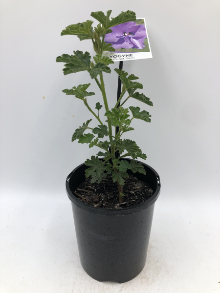 Alyogyne huegelii East Coast Gem