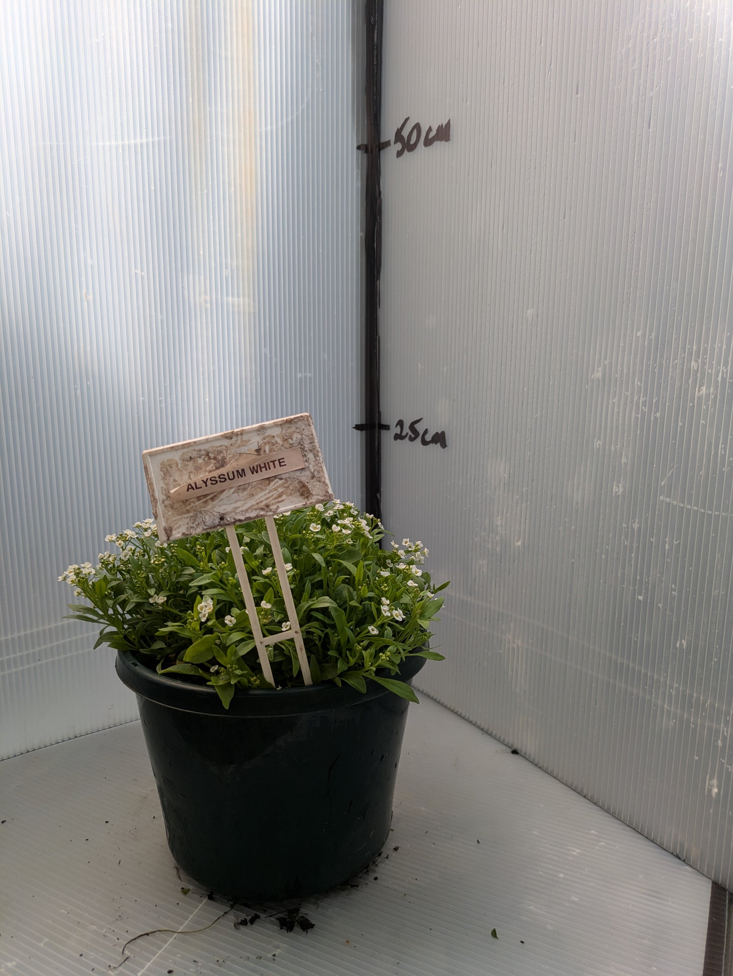 Alyssum Snow Crystal