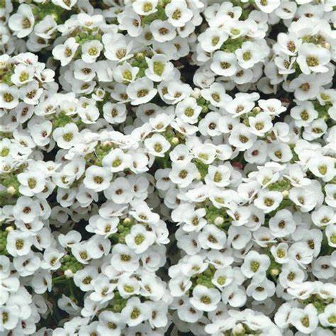 Alyssum Snow Crystal