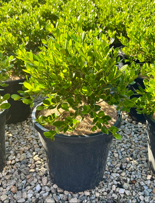 Alyxia buxifolia