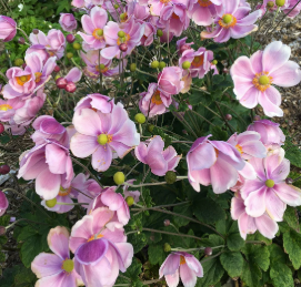 Anemone Queen Charlotte