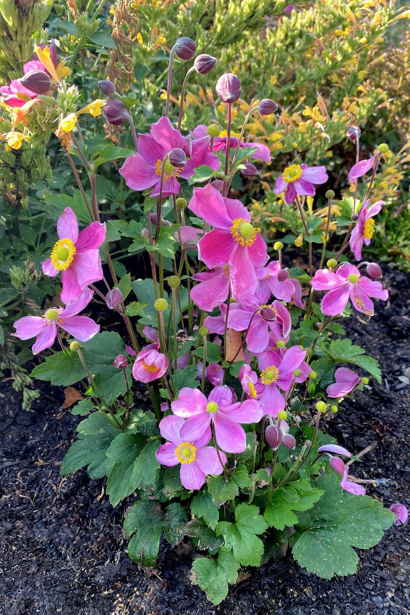 Anemone Satin Doll™ ‘Rose’