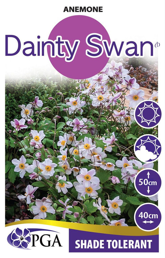 Anemone ‘Dainty Swan’