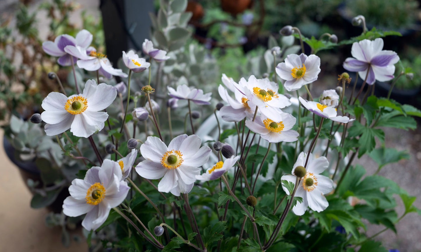 Anemone ‘Elfin Swan’