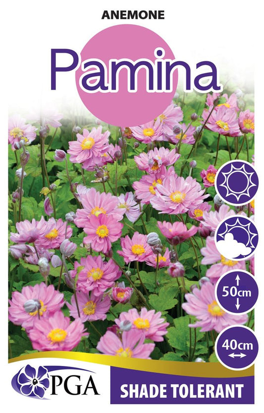Anemone ‘Pamina’