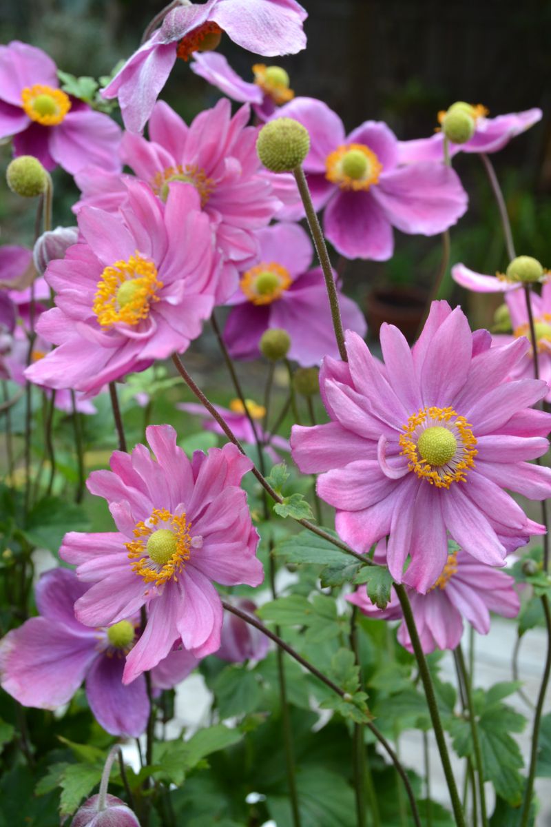 Anemone ‘Pamina’