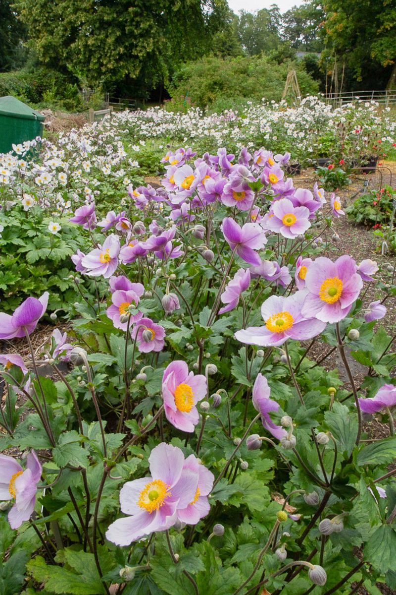 Anemone ‘Regal Swan’