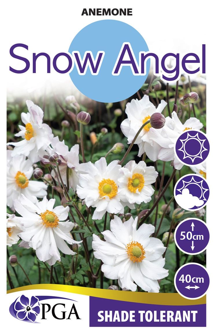 Anemone ‘Snow Angel’