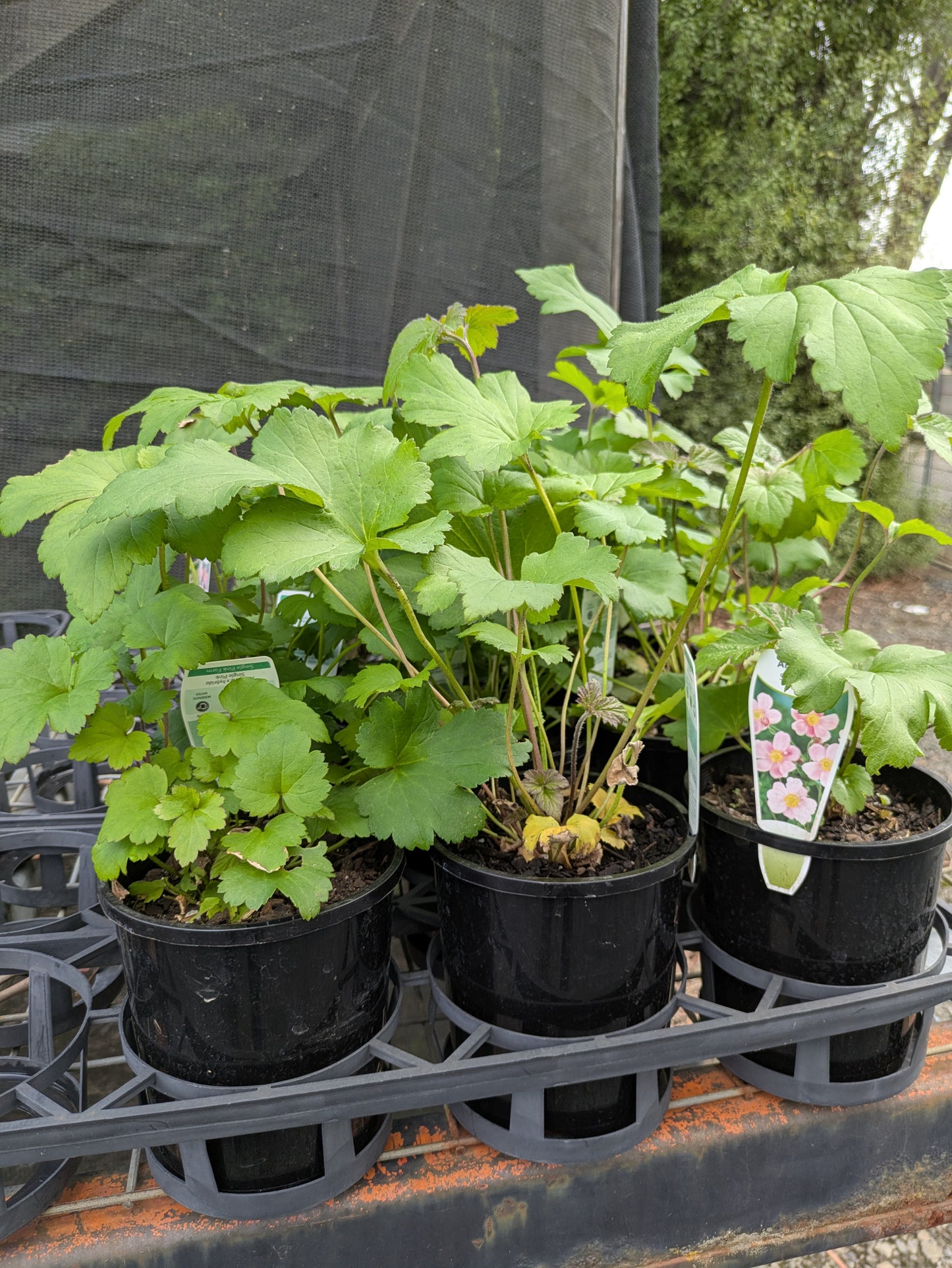Anemone japonica Single Pink