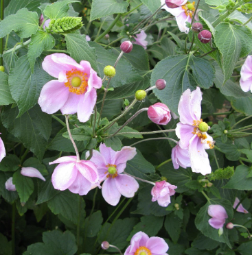 Anemone japonica Single Pink
