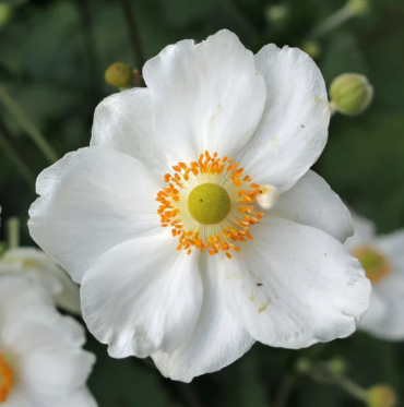 Anemone japonica Single White