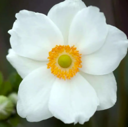 Anemone x. hybrida Single White