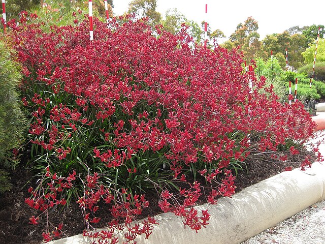 Anigozanthos Big Red
