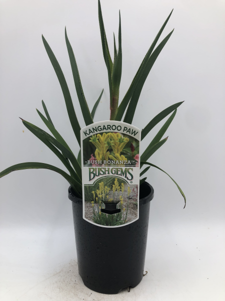 Anigozanthos Bush Bonanza