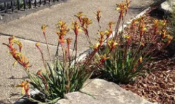 Anigozanthos Bush Tenacity