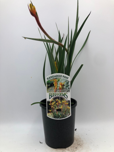 Anigozanthos Bush Tenacity